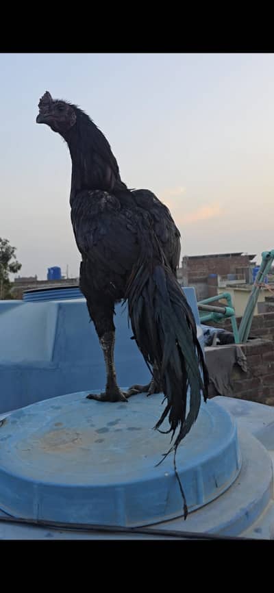 Dragon breed Available