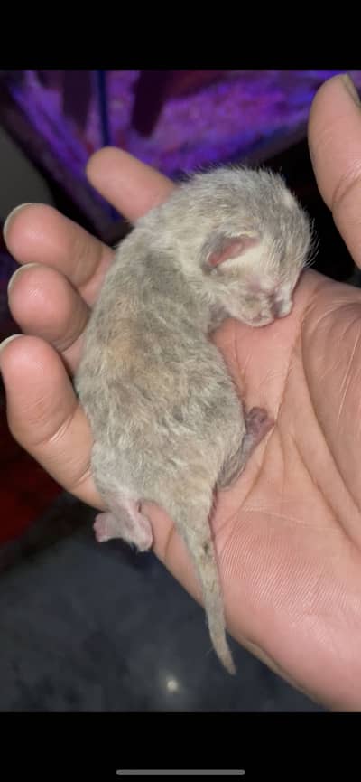 Double coat persian cat