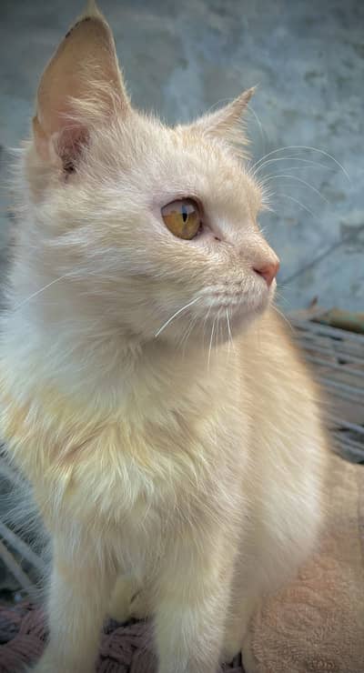 Double coat persian cat with 3 kittens