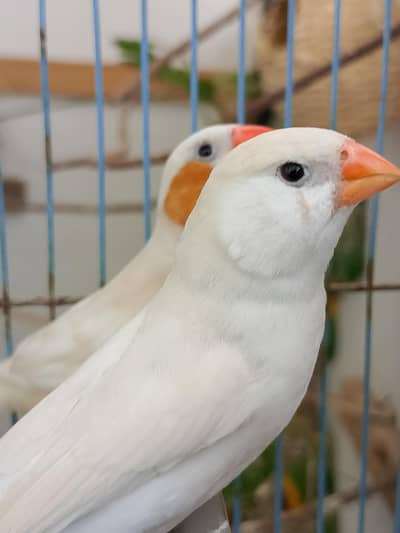 Urgent Sale lBreeder Pair W 3 Chicks