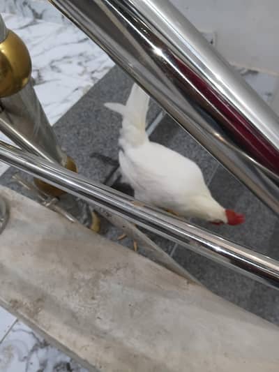 pure Desi white Murgha Male