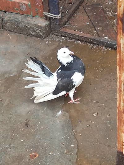 frill back female laki female sherazi male