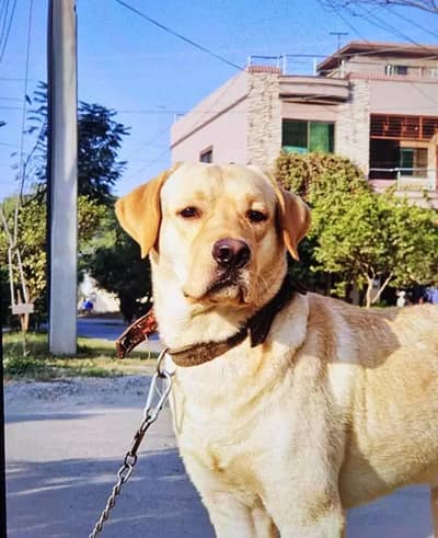 Professional Stud Labrador