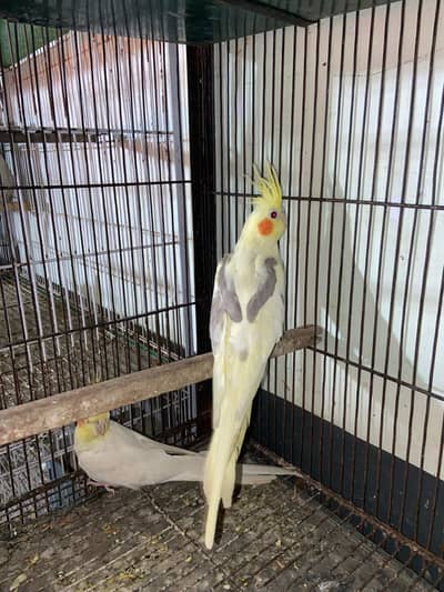 Cocktail Breeder pair