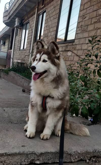 Siberian Husky Female Puppy | woolly coat | blue eyes | pedegree puppy