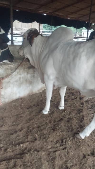 gulabi bachra for sale qurbani 2026