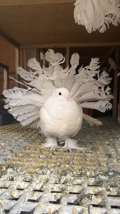 Fancy birds