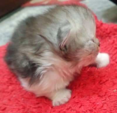 Pure Persian Triple Coat Kittens – Beautiful & Healthy (3 Available)