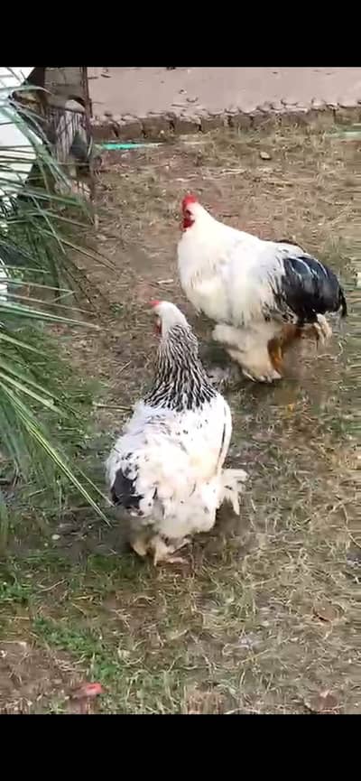 Tier Light Brahma Breading  Pair Available