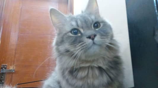 Super Fluffy Grey Persian Mix Male – Karachi