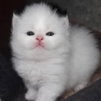 Pure Persian Triple Coat Kittens – Beautiful & Healthy (3 Available)