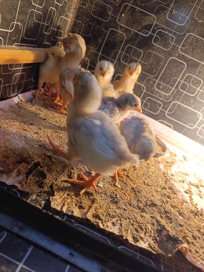 Aseel Heera Chicks White Nook Nalli