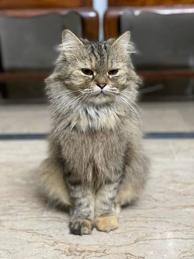 is k sat 1 baby free