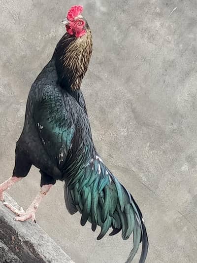 1 aseel murga ha 1 murgi ha pure dasi