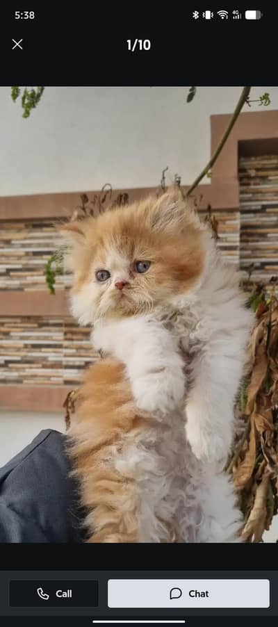 kitten punch face tripple coated