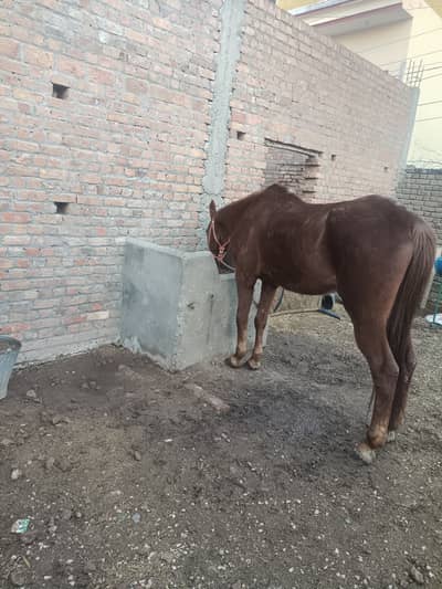 Mixed Breed horse for sale