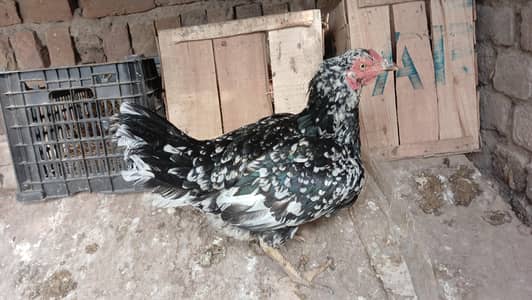 Broody kurak kurruk hens
