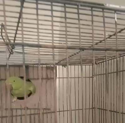 talking to mood or breedr female for sale