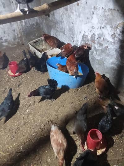 Andy wali fresh murgiya