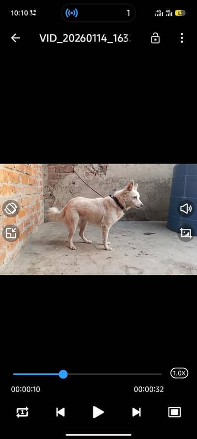 Russian female pink nosh zero size