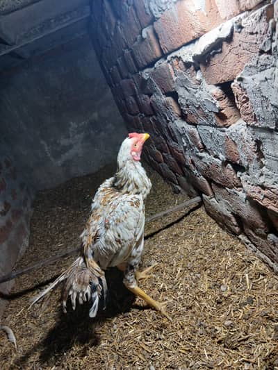 Pure Aseel Mianwali Male