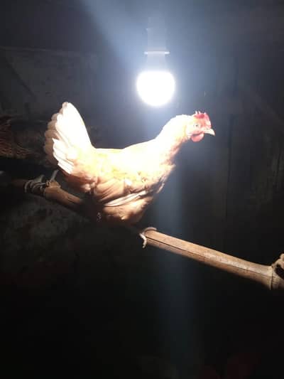 egg laying fresh hens