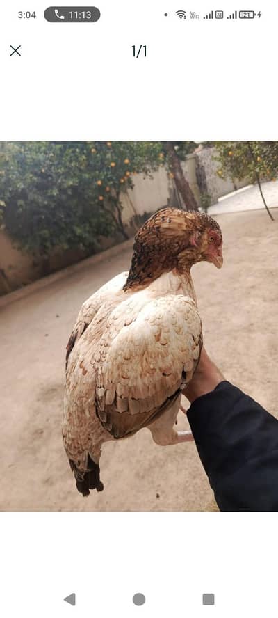 aseel frezil unique breed 3000 per exchange possible