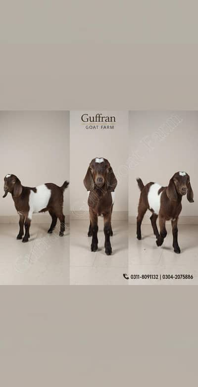 Healthy Baby Pet Goat for Sale – Beetal Type | Guffran Goat Farm