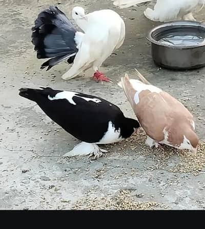 fancy Pigeon for sale
