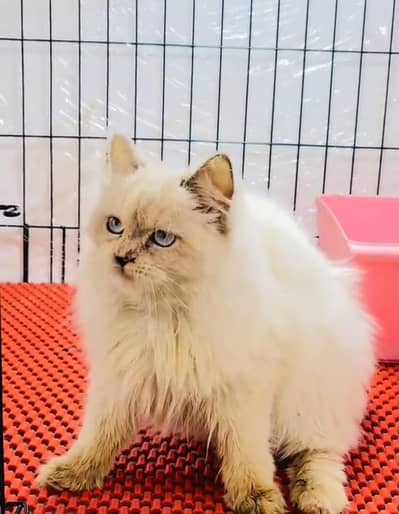 Persian cat kitten for sale my WhatsApp 03493839133