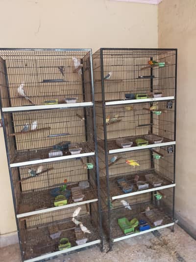 love birds cocktail budgies and cage all for sale