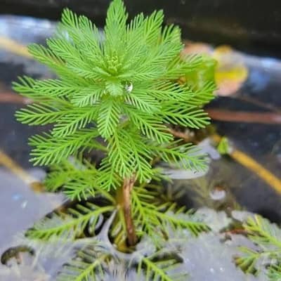 Live plants / Betta fish