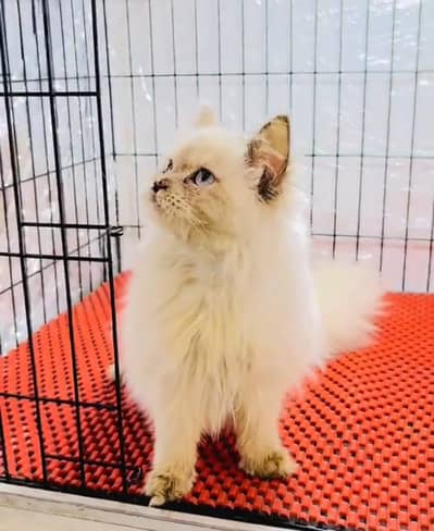Persian cat kitten for sale my WhatsApp 03493839133