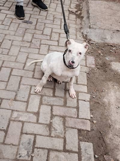 Bully dog for sale contact number 03009720202
