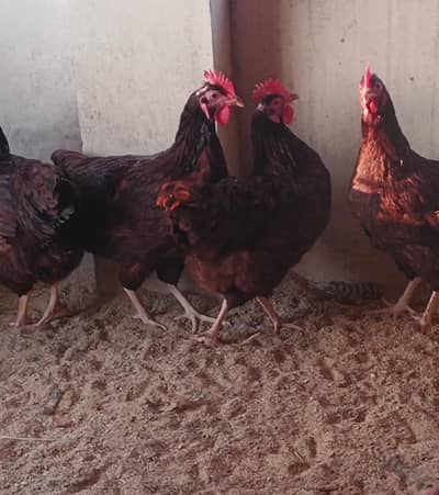 RIR Heritage Fertile Eggs and chicks Available