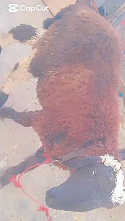 Mundra Chatra Lakha Sheep / 0323- 4781180