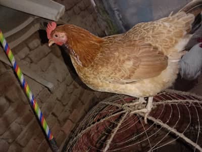 Desi murgian/Hens