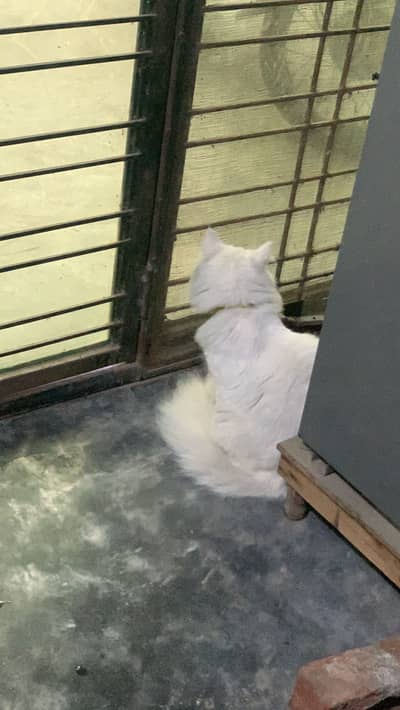 Long court persion cat