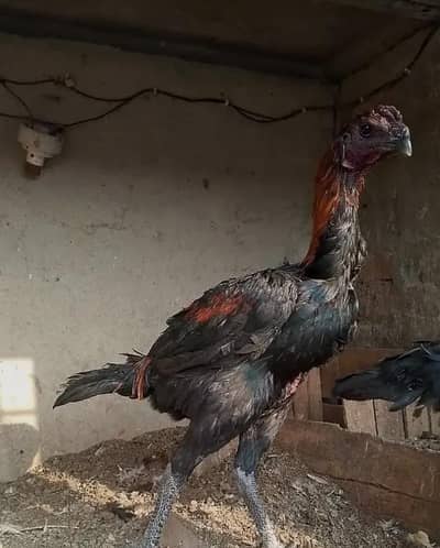 dragon blackskinn parrot  peak