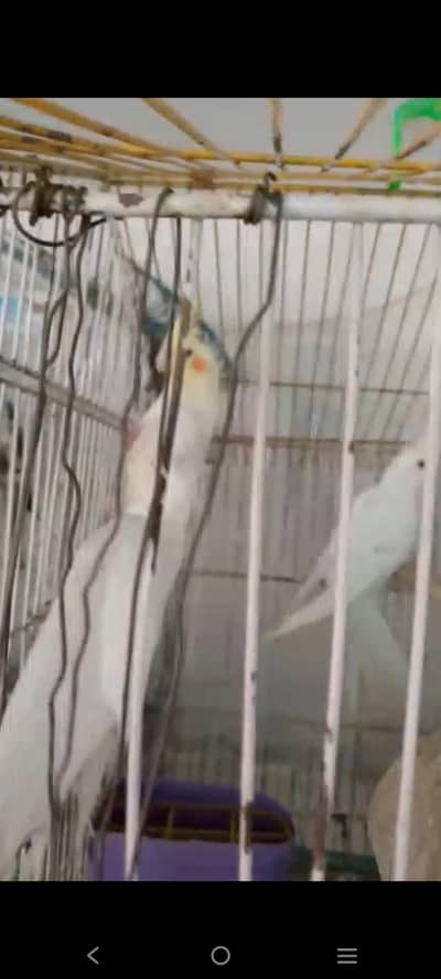 Eno Red Eye king size quality