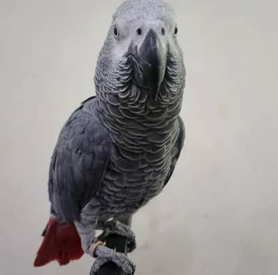 African grey parrot for sale 2 years ago Whatsapp no 03222352063