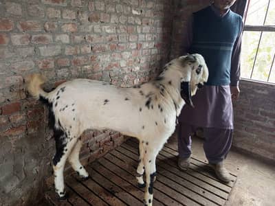 kala Cheena Bital Bakra