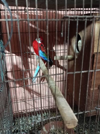 breeder pair healthy and active aval for sale pl