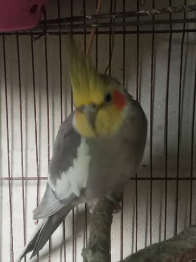 Cockatiel Parrot at Best price | Male Parrot.