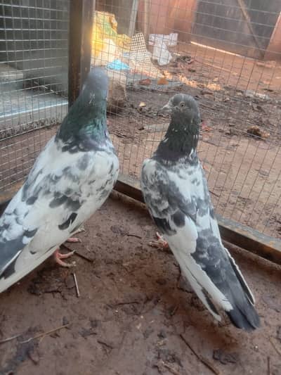 Teddy pair for breading and high fly