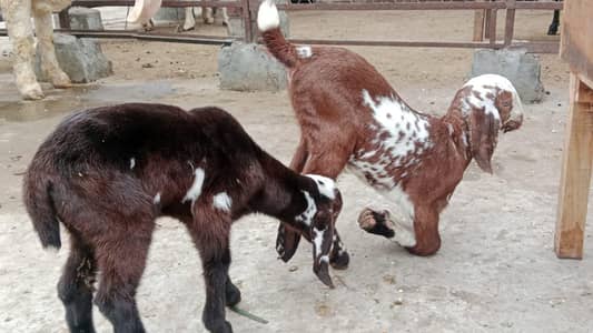 Baby Goat Dassi Bachye Helty nd active