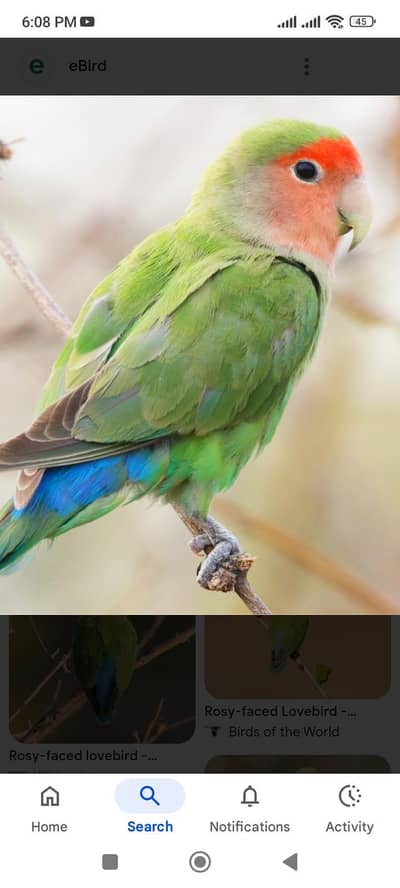 Love bird chicks Available