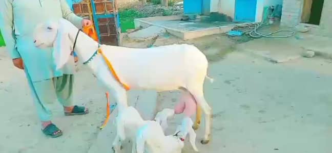 2 butcher vali Rajan puri bakri for sale. 03376216832