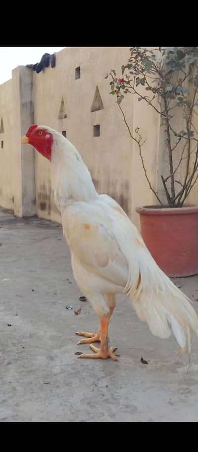 Quality Aseel birds available  Munasib price mein