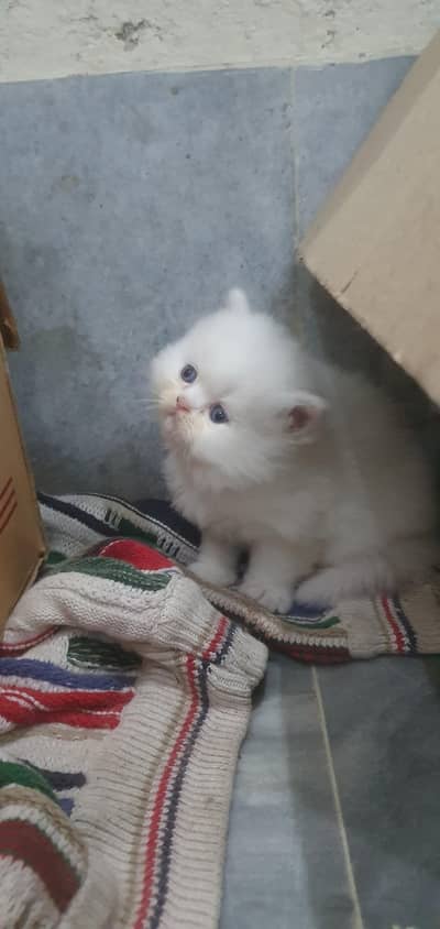 pure persian punch face kitten